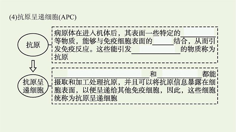 2021_2022学年新教材高中生物第4章免疫调节第1节免疫系统的组成和功能课件新人教版选择性必修第一册第8页