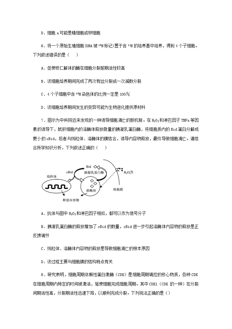 高二生物下学期暑假训练4细胞的生命历程含减数分裂含解析第3页