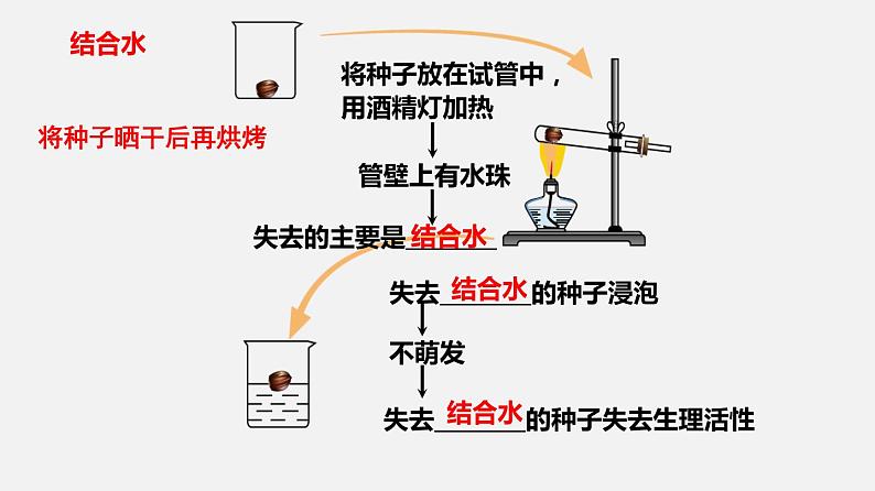 2.2细胞中的无机物（课件）（共25张PPT）-高中生物新教材同步备课（人教版必修1)第8页