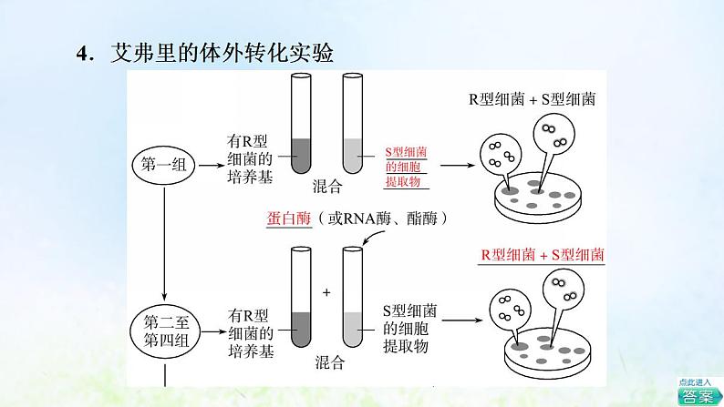 2022版新教材高考生物一轮复习第6单元基因的本质和表达第16课DNA是主要的遗传物质课件新人教版第8页