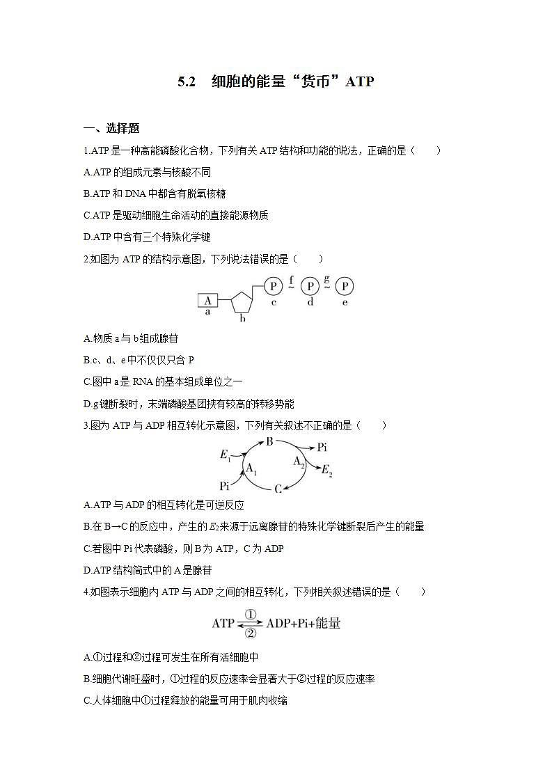 人教版同步教学必修1：5.2　细胞的能量“货币”ATP  作业 练习01