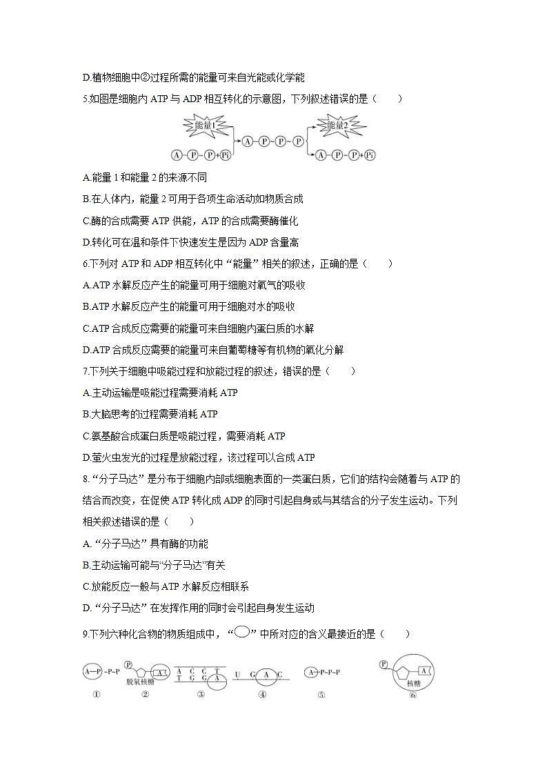 人教版同步教学必修1：5.2　细胞的能量“货币”ATP  作业 练习02