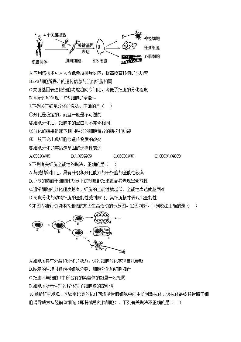 人教版同步教学必修1：6.2 细胞的分化  作业 练习02