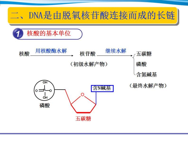 人教版（2019）高中生物必修1  核酸是遗传信息的携带者课件PPT08