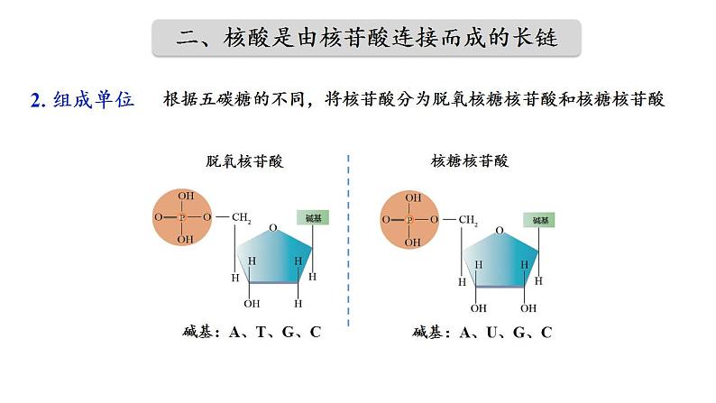 高中生物人教版必修一2.5 核酸是遗传信息的携带者课件08