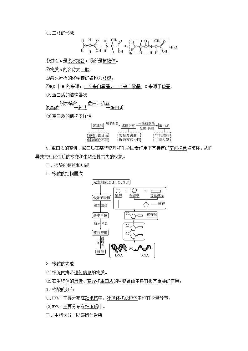 2022版高考生物一轮复习第1单元细胞及其分子组成第3课蛋白质和核酸学案人教版第2页