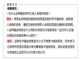人教版同步教学必修1：2.4  蛋白质是生命活动的主要承担者  课件