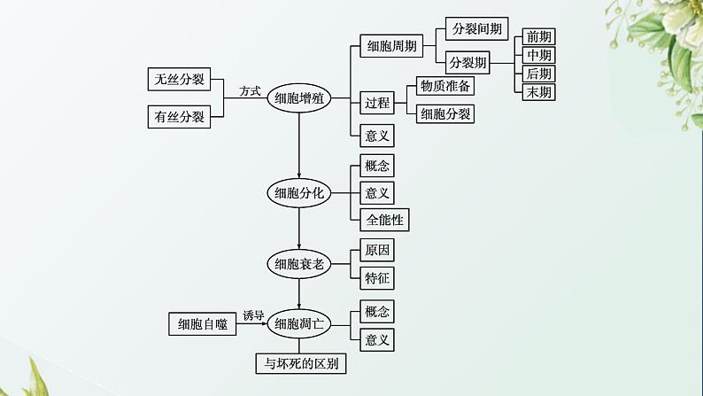 高中生物第6章细胞的生命历程课件+课后练习+过关检测打包8套新人教版必修104