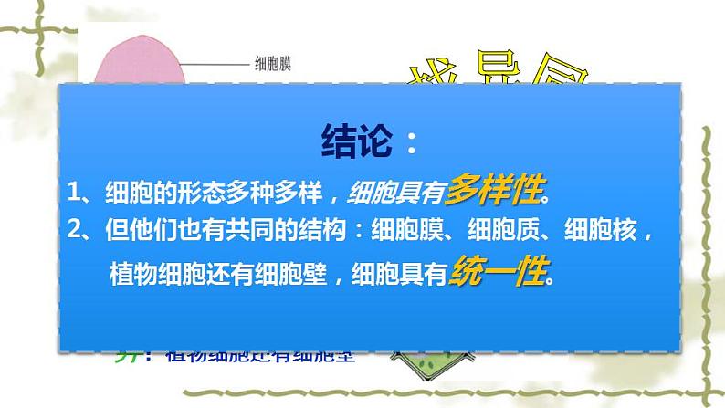 2021——2022学年高一上学期 人教版第一章第二节细胞的多样性和统一性 课件 （27张PPT）05