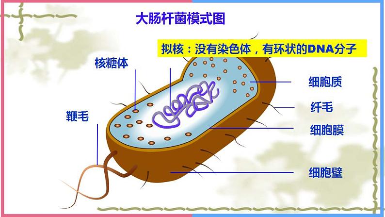 2021——2022学年高一上学期 人教版第一章第二节细胞的多样性和统一性 课件 （27张PPT）07