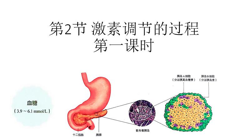 2021-2022学年高二上学期生物人教版选择性3.2 激素调节的过程 第一课时课件（19张PPT）01