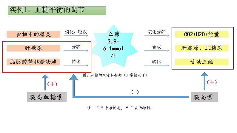 2021-2022学年高二上学期生物人教版选择性3.2 激素调节的过程 第一课时课件（19张PPT）04