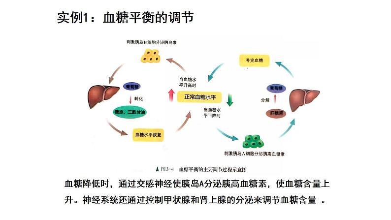 2021-2022学年高二上学期生物人教版选择性3.2 激素调节的过程 第一课时课件（19张PPT）08