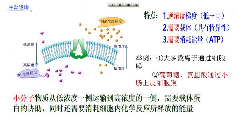 人教版生物必修第一册同步课件：第2节《主动运输与胞吞、胞吐》第6页