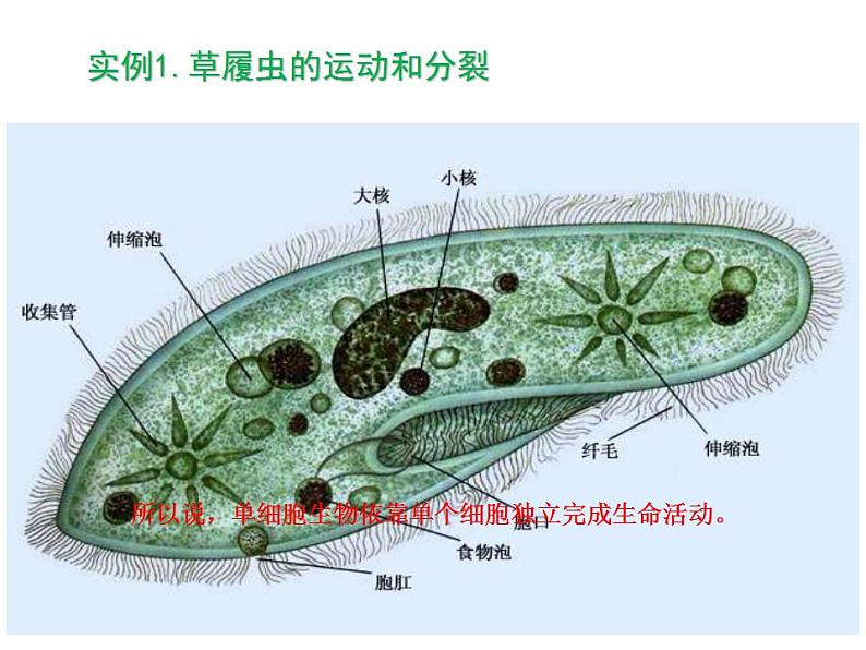 人教版生物必修第一册同步课件：第1节《细胞是生命活动的基本单位》第6页