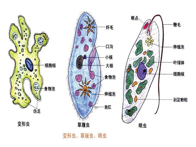 人教版生物必修第一册同步课件：第1节《细胞是生命活动的基本单位》第7页