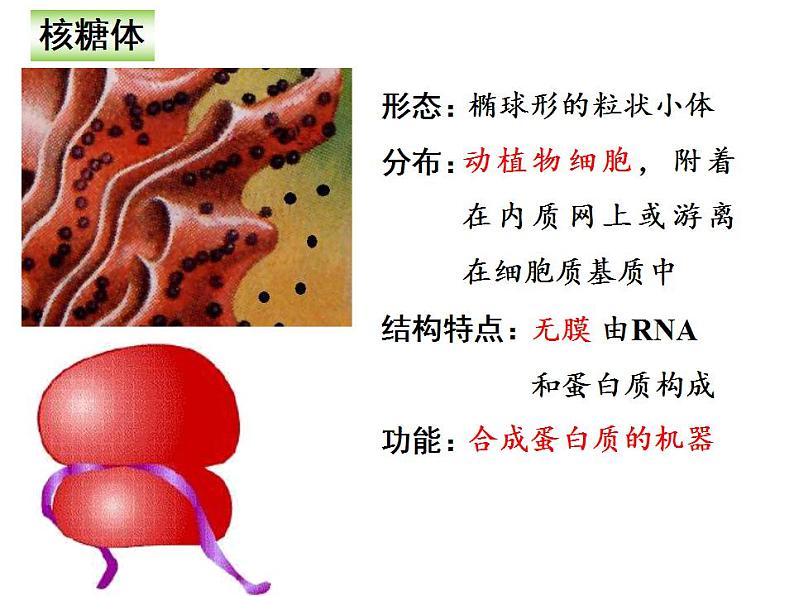 人教版生物必修第一册同步课件：第2节《细胞器之间的分工合作》第8页