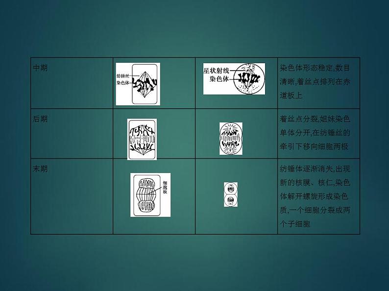 2022版高考生物选考江苏专用一轮总复习课件：专题7细胞的生命历程 —基础篇06