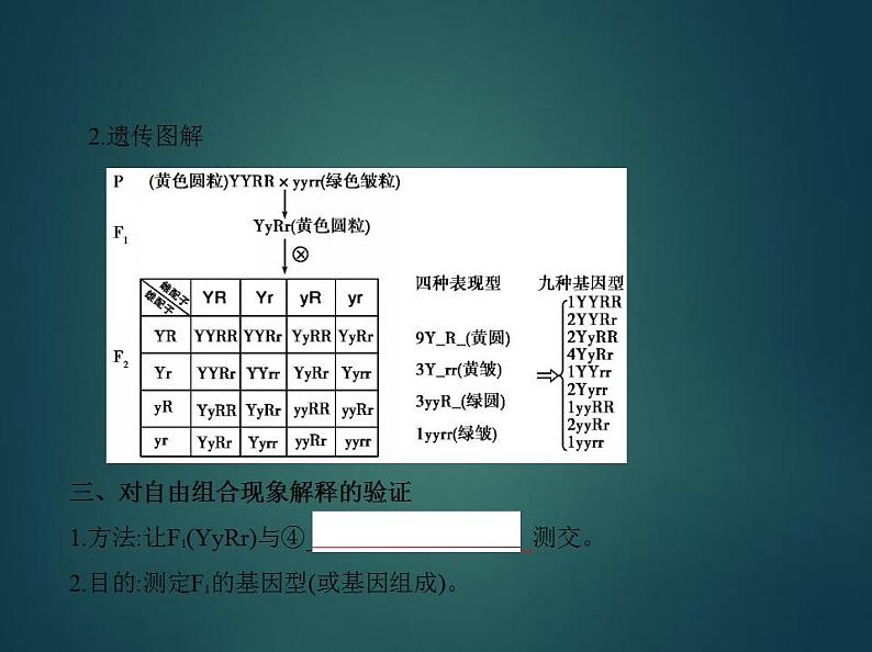 2022版高考生物选考江苏专用一轮总复习课件：专题11基因的自由组合定律 —基础篇第4页