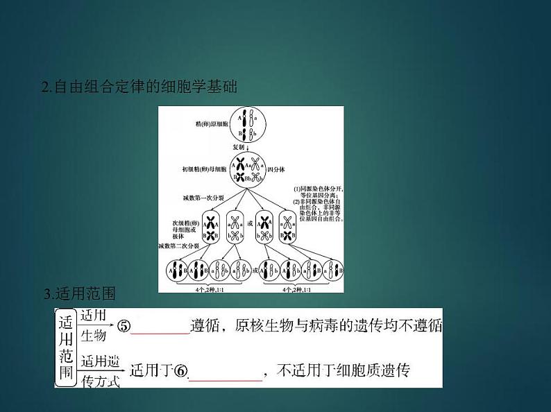 2022版高考生物选考江苏专用一轮总复习课件：专题11基因的自由组合定律 —基础篇第7页