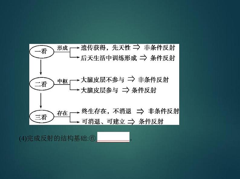 2022版高考生物选考江苏专用一轮总复习课件：专题16神经调节 —基础篇第4页