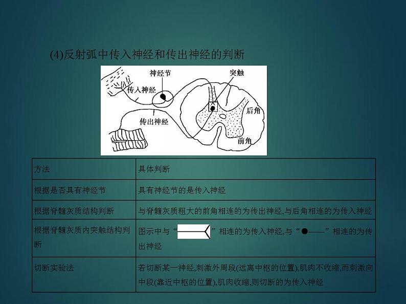 2022版高考生物选考江苏专用一轮总复习课件：专题16神经调节 —基础篇第7页