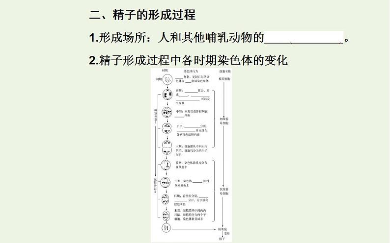 2022届新教材高考生物一轮复习专题六遗传的细胞基次件 课件PPT第5页