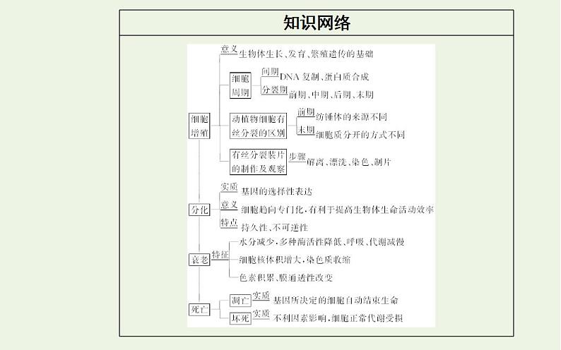 2022届新教材高考生物一轮复习专题五细胞的生命历程课件第3页