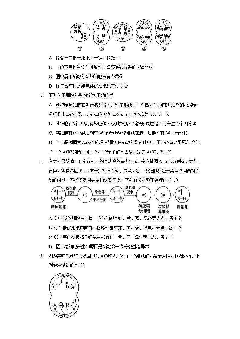 2.1.1减数分裂 同步练习 人教版（2019）高中生物必修第二册02