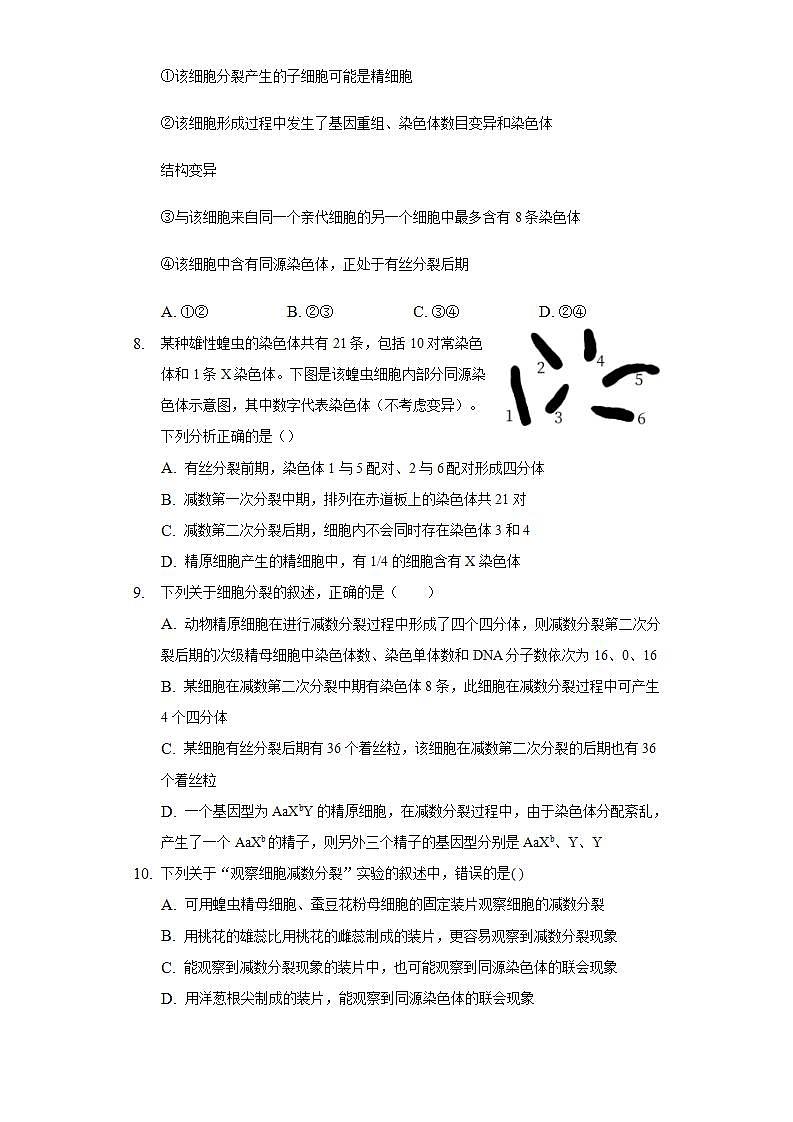 2.1.1减数分裂 同步练习 人教版（2019）高中生物必修第二册03