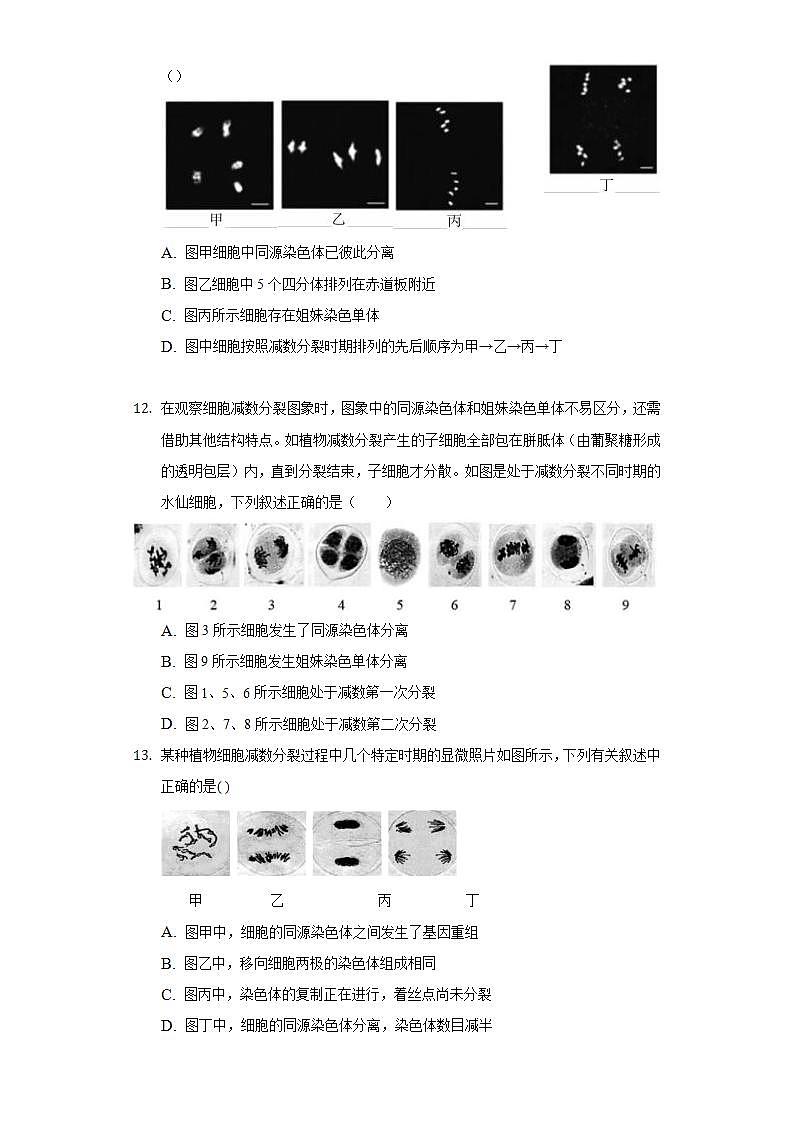 2.1.1探究实践 观察蝗虫精母细胞减数分裂装片  同步练习 人教版（2019）高中生物必修第二册03