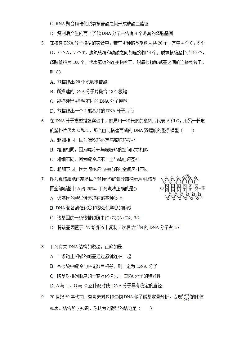 3.2DNA的结构 同步练习   人教版 (2019)高中生物必修第二册02