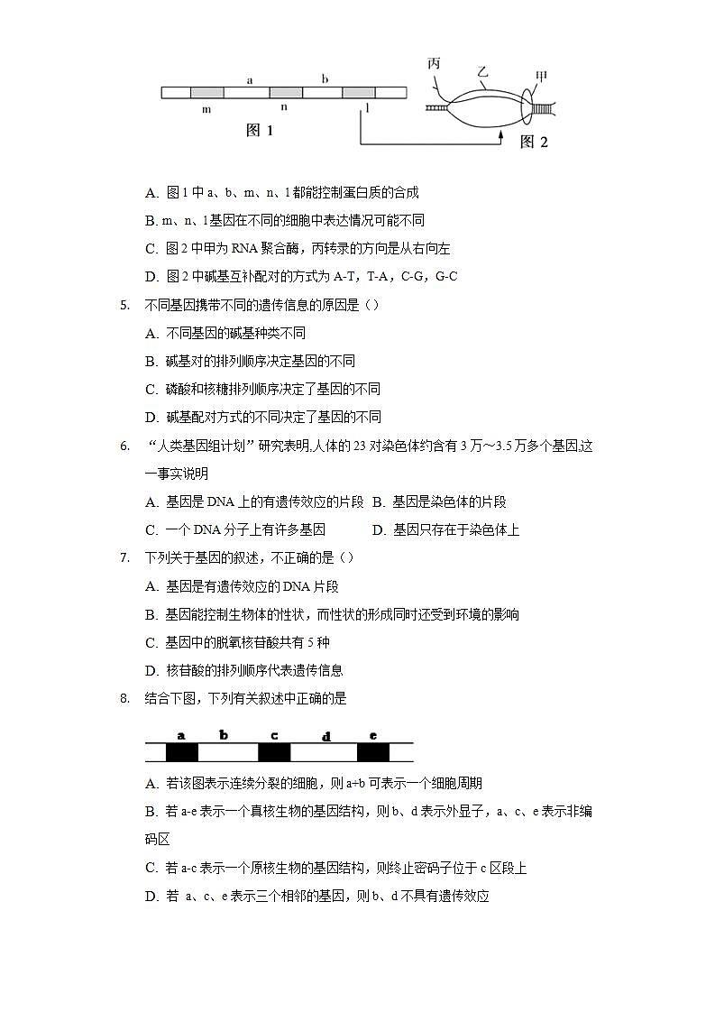 3.4基因通常是有遗传效应的DNA片段 同步练习   人教版 (2019)高中生物必修第二册02