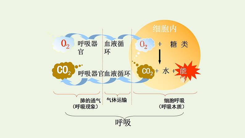 2021_2022学年新教材高中生物第3章细胞中能量的转换和利用课件打包6套苏教版必修103