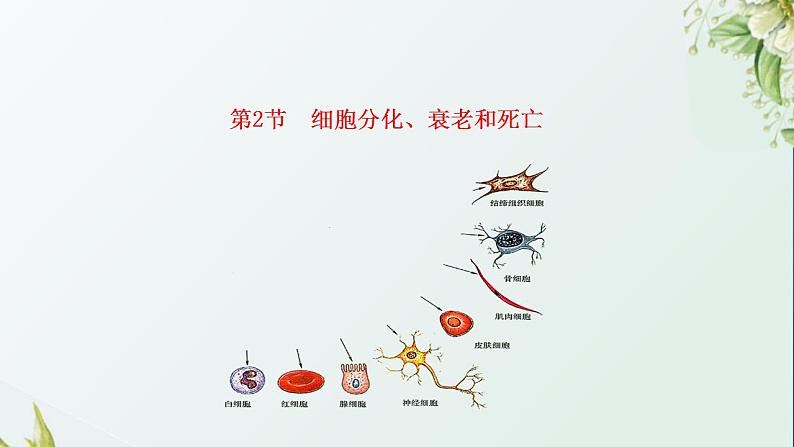 2021_2022学年新教材高中生物第4章细胞增殖分化衰老和死亡课件打包3套苏教版必修101