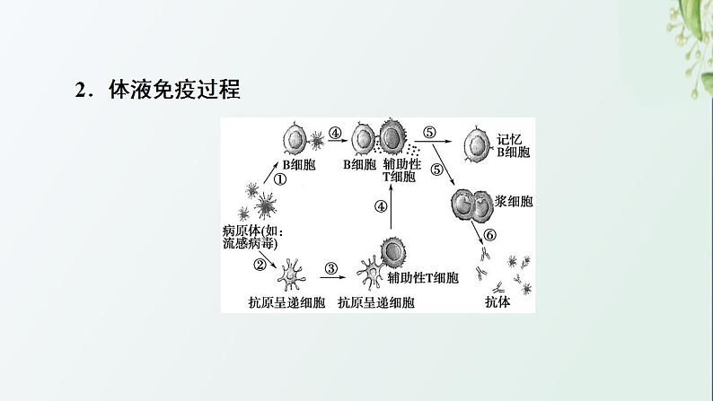 新教材高中生物第4章免疫调节第2节特异性免疫课件新人教版选择性必修106