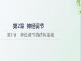 新教材高中生物第2章神经调节第1节神经调节的结构课件新人教版选择性必修1课件PPT