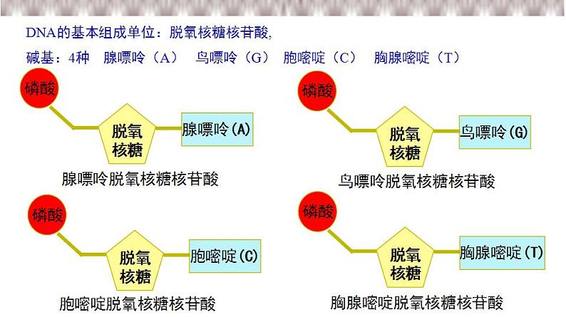 人教版生物必修第一册第5节《核酸是遗传信息的携带者》同步课件07