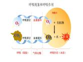 人教版生物必修第一册课件：第3节《细胞呼吸的原理和应用》
