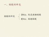 人教版生物必修第一册课件：第5节《核酸是遗传信息的携带者》