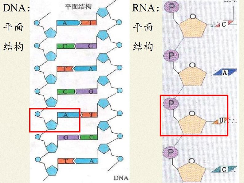 人教版生物必修第一册课件：第5节《核酸是遗传信息的携带者》第6页