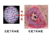 人教版生物必修第一册课件：第3节《细胞核的结构和功能》