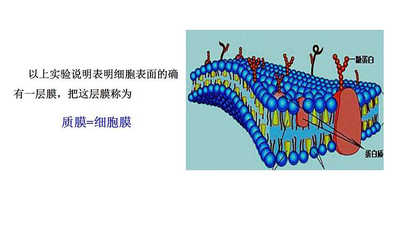 人教版生物必修第一册课件：第1节《细胞膜的结构和功能》第2页