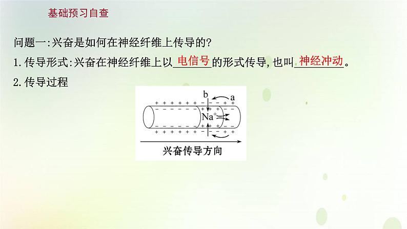 新教材高中生物第2章神经调节第3节神经冲动的产生和传导课件新人教版选择性必修第一册第3页