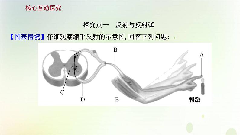 新教材高中生物第2章神经调节第2节神经调节的基本方式课件新人教版选择性必修第一册08