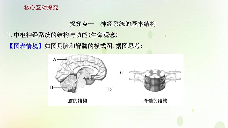 新教材高中生物第2章神经调节第1节神经调节的结构课件新人教版选择性必修第一册课件PPT第7页