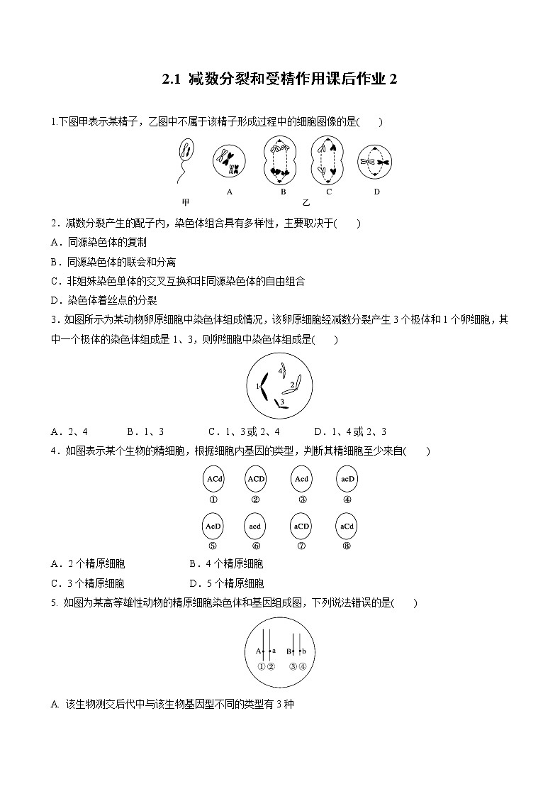 高中生物人教版必修二 2.1 减数分裂和受精作用课后作业2第1页