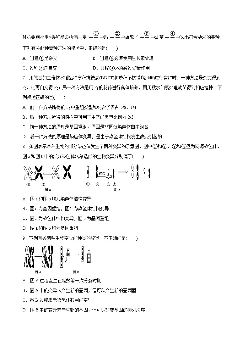 高中生物人教版必修二 6.1 杂交育种与诱变育种课后作业第2页