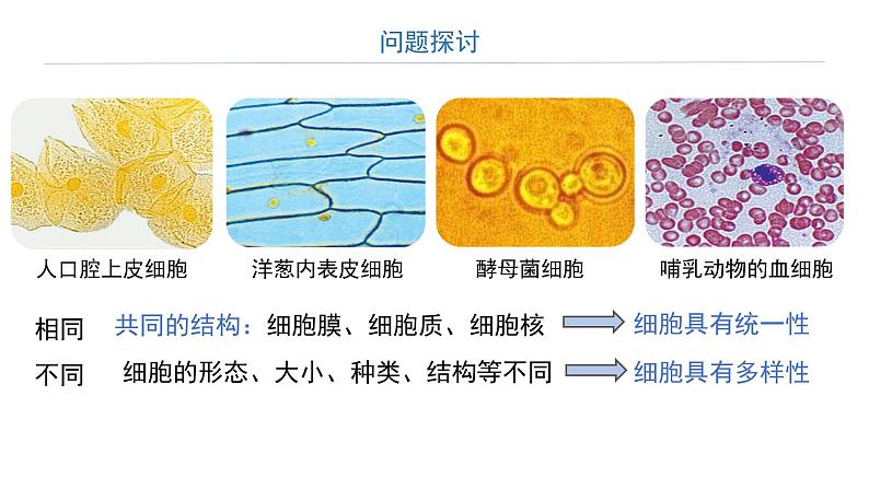 第2节 细胞的多样性和统一性课件PPT第2页