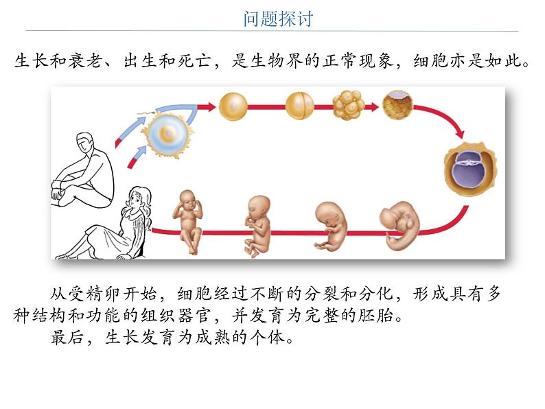 第三节 细胞的衰老和死亡课件PPT第2页